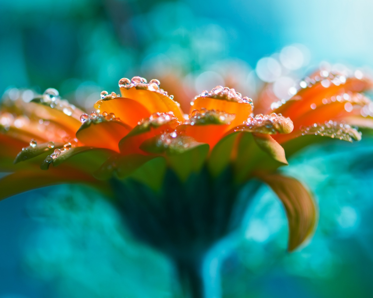 Красивый оранжевый цветок герберы с росой на лепестках