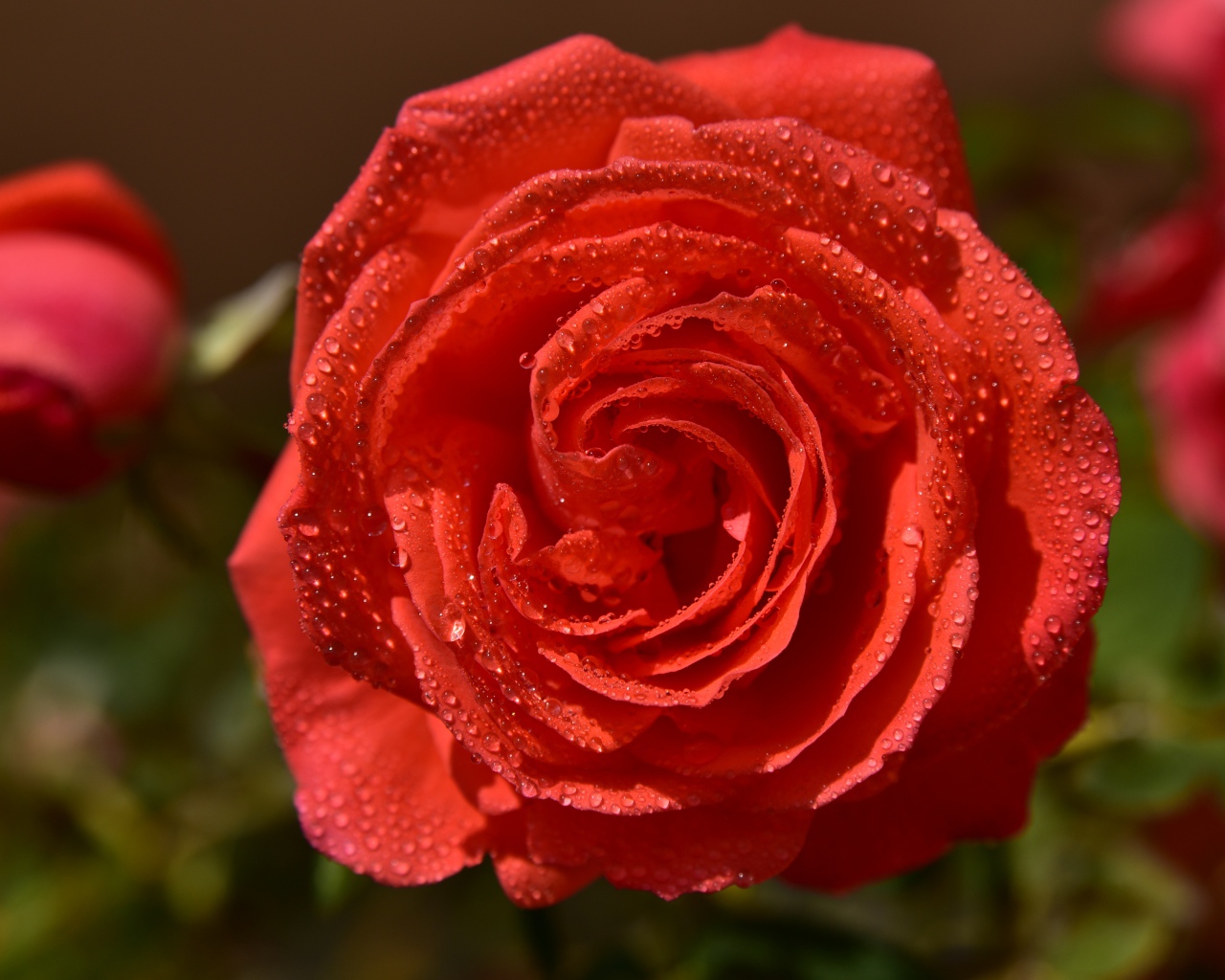 Красивая оранжевая роза в каплях утренней росы