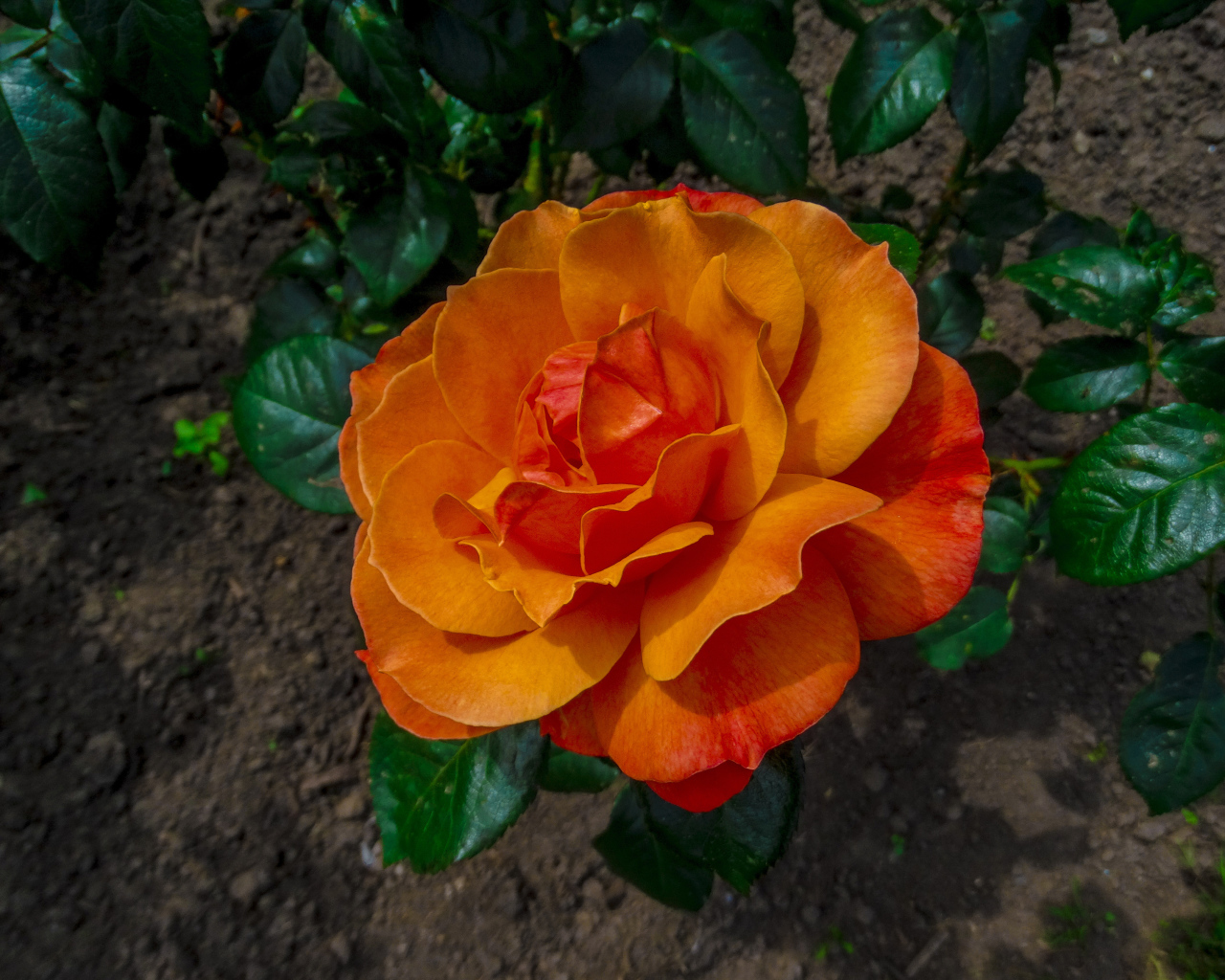 Красивая оранжевая роза на клумбе вид сверху