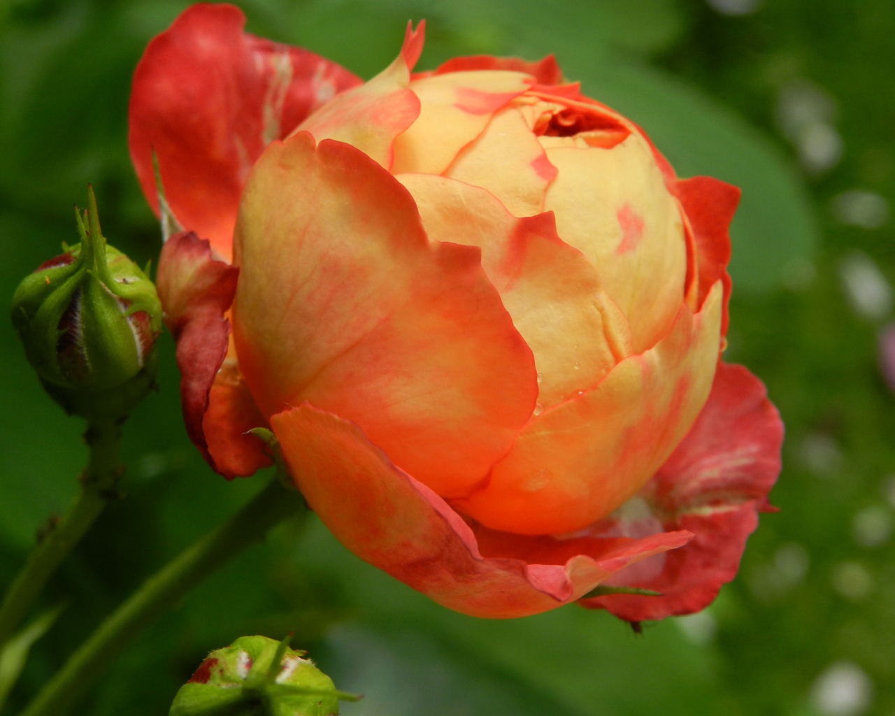 Красивая оранжевая роза с бутоном 