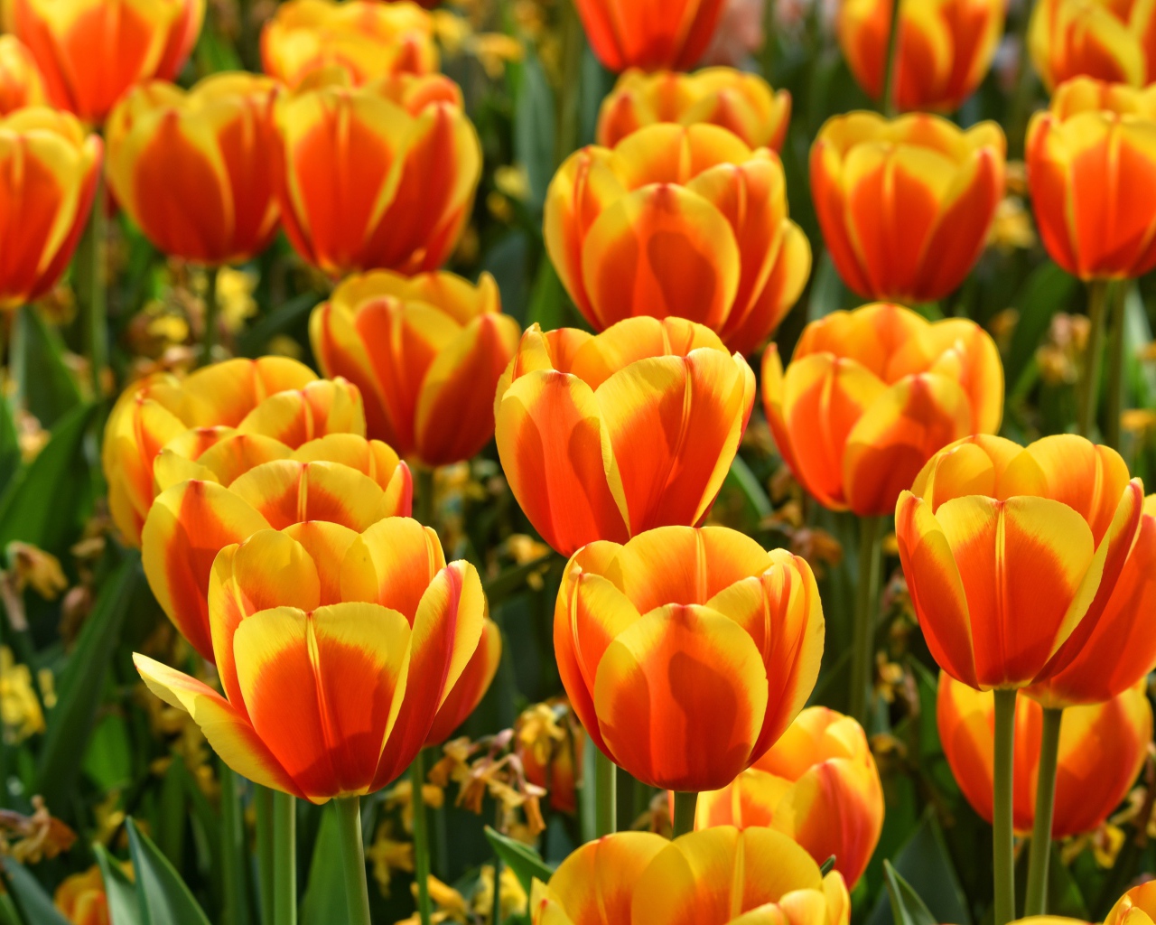 Красивые оранжевые тюльпаны крупным планом 