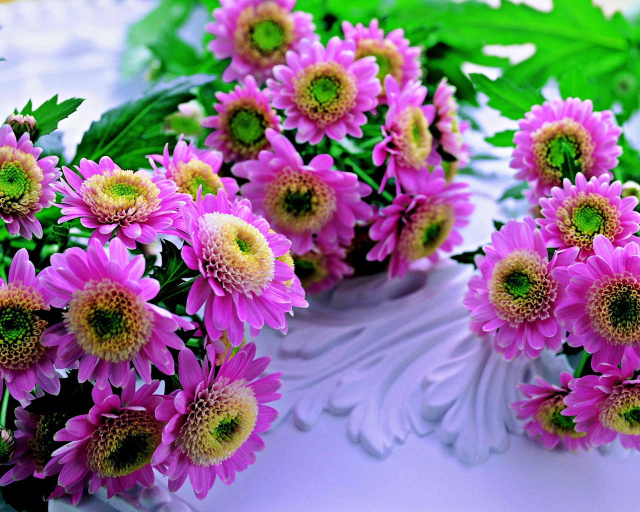 Красивые розовые хризантемы