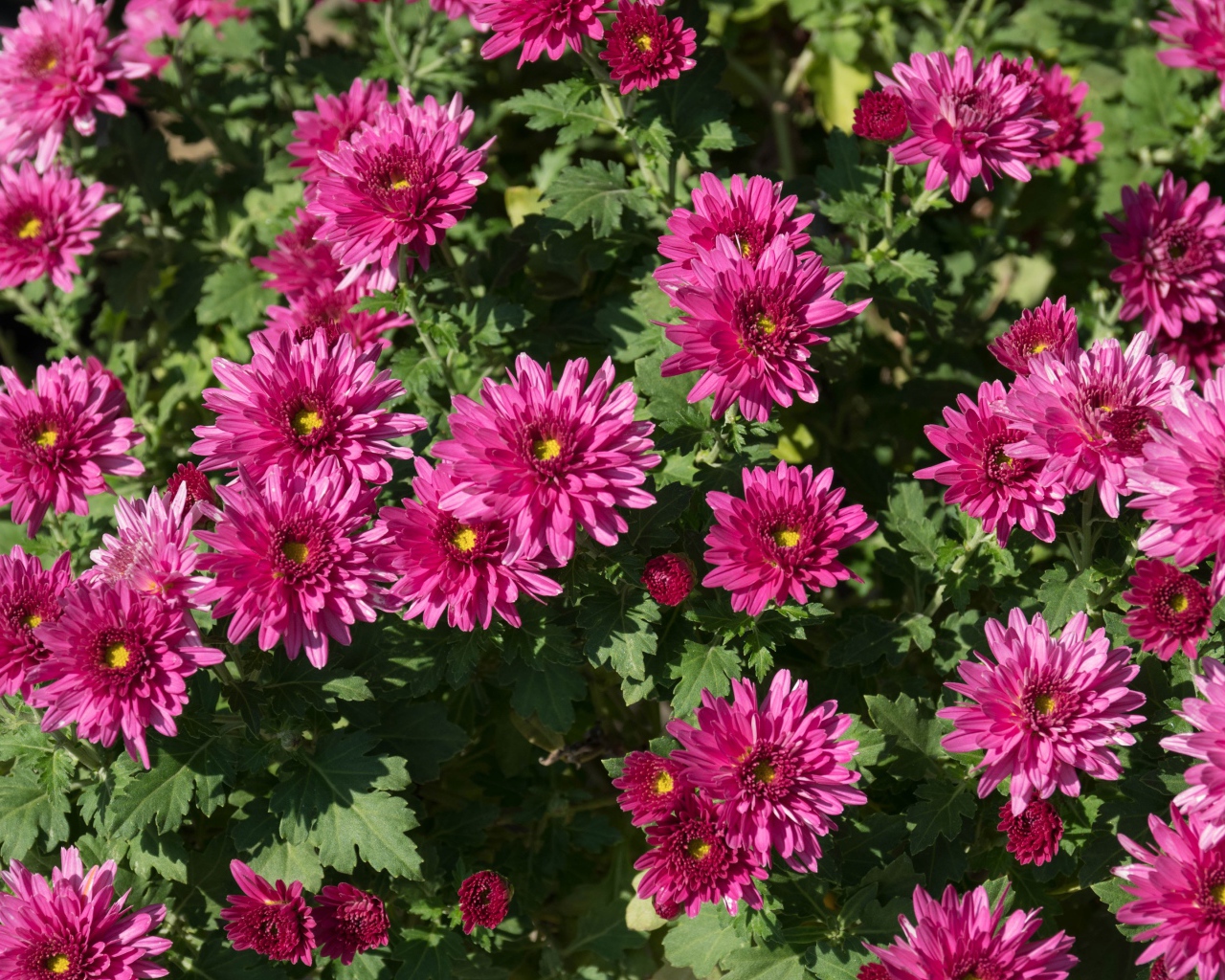 Красивые розовые хризантемы крупным планом