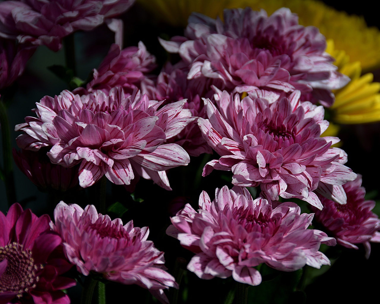 Красивые розовые цветы хризантемы