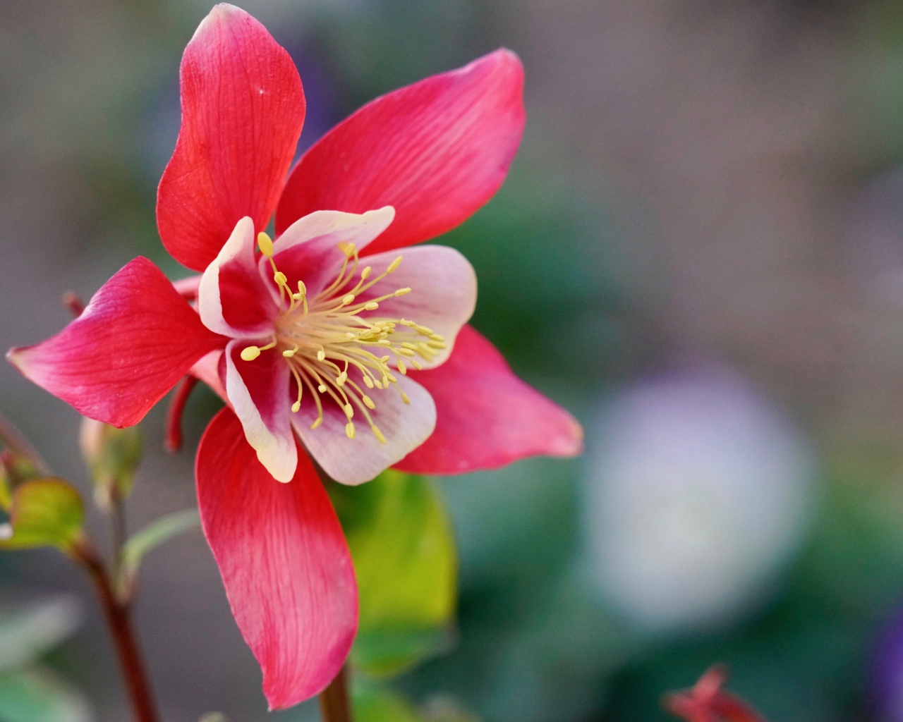 Красивый розовый цветок водосбор крупным планом