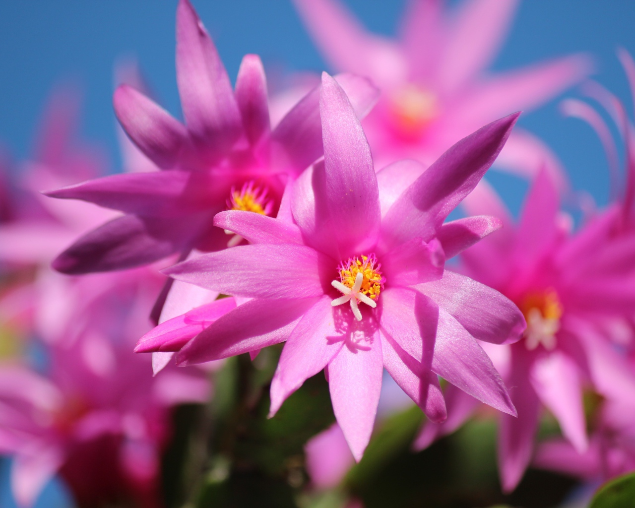 Красивые розовые цветы комнатного цветка декабрист