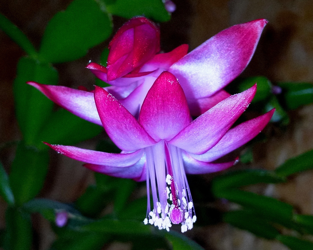 Красивый розовый комнатный цветок декабрист