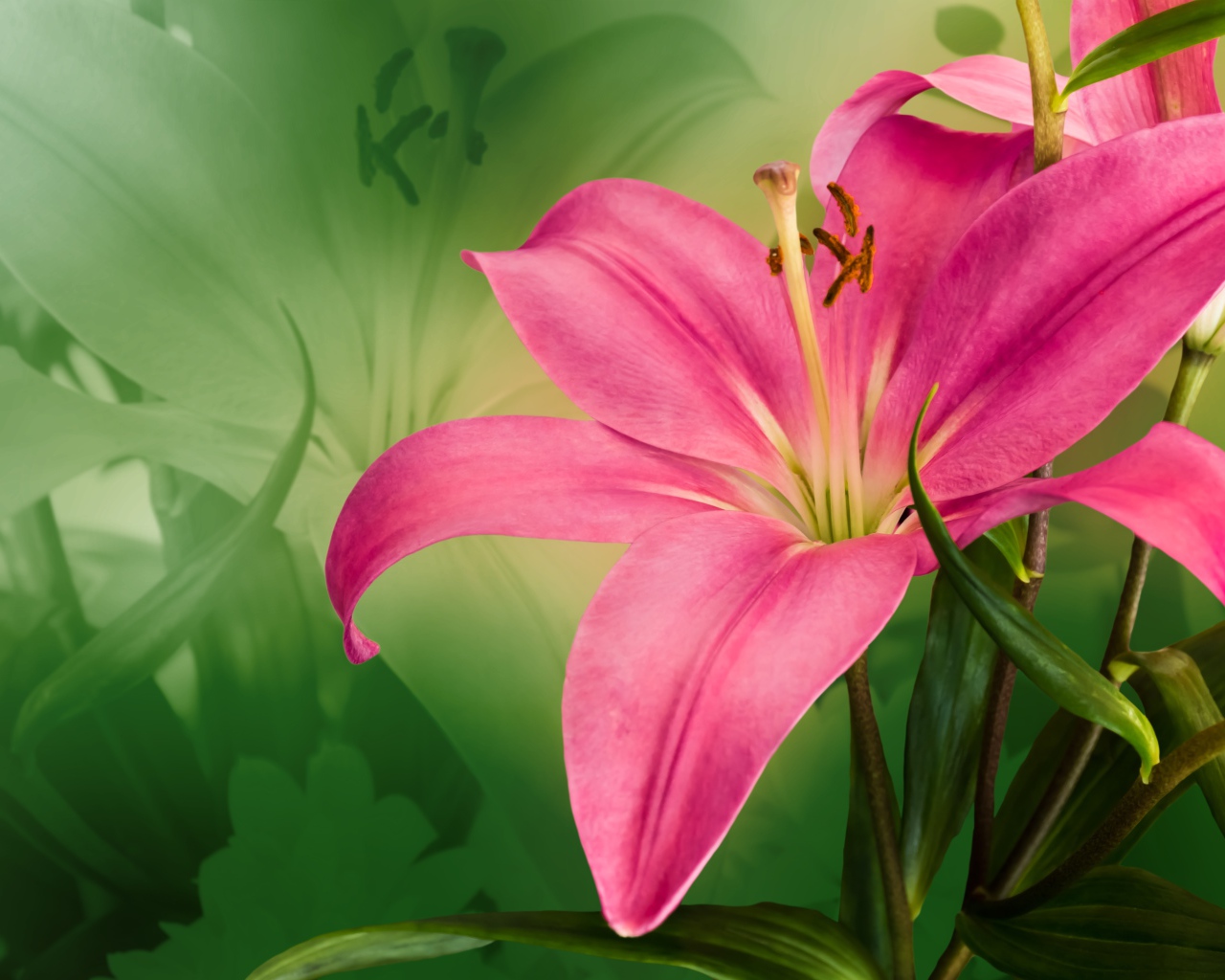 Красивая розовая лилия крупным планом