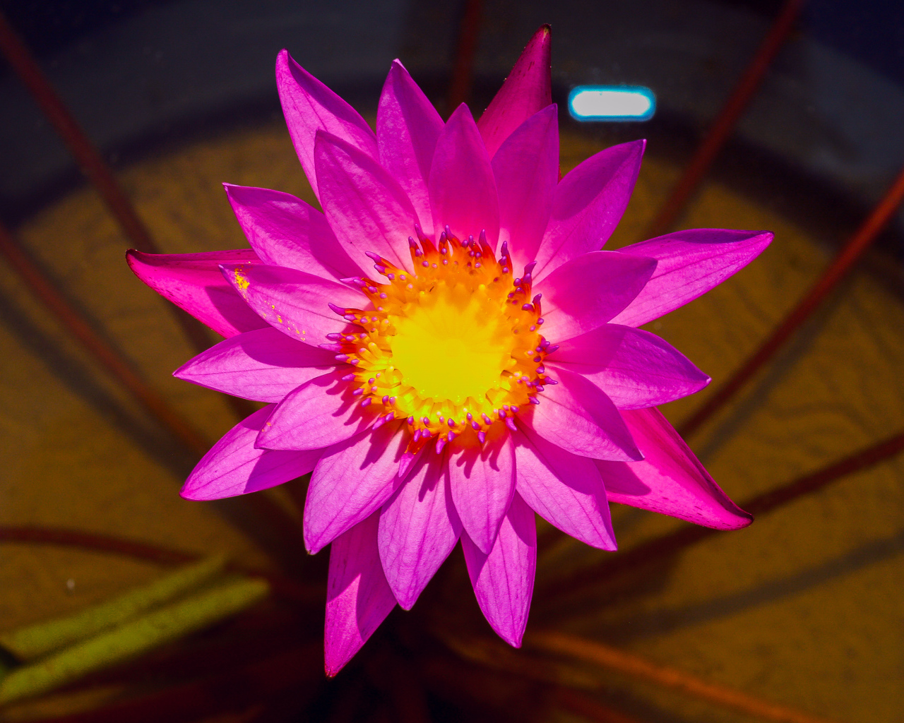 Красивый розовый цветок лотоса крупным планом