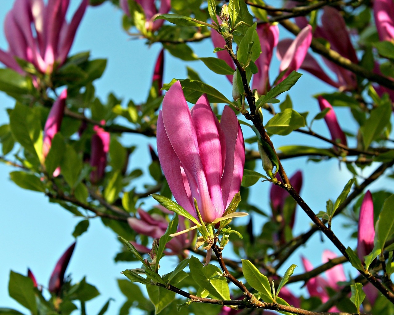 Красивые розовые цветы магнолии