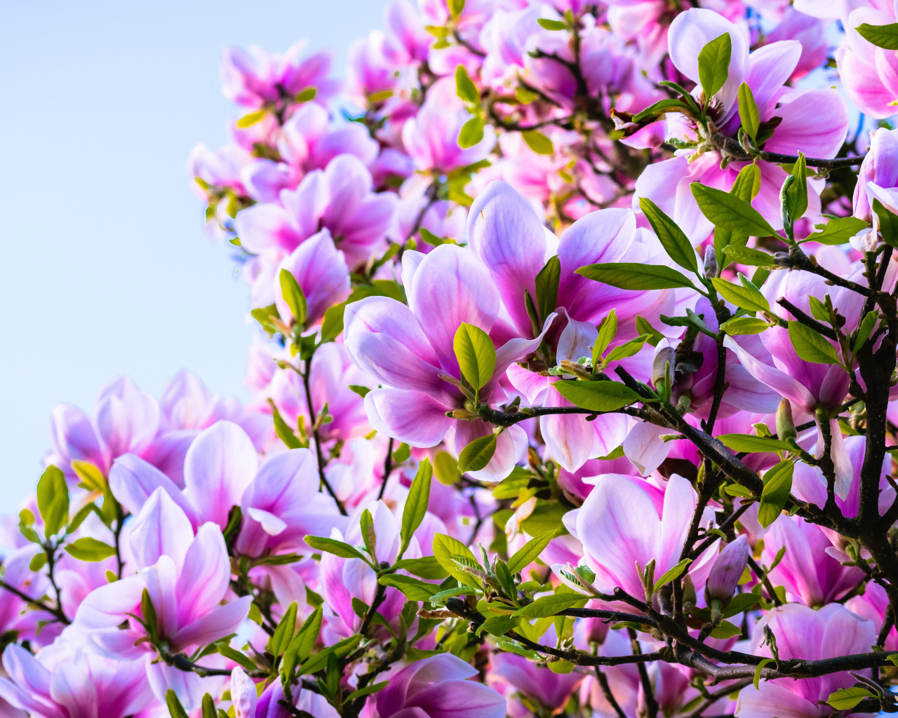 Красивые розовые цветы магнолии на дереве