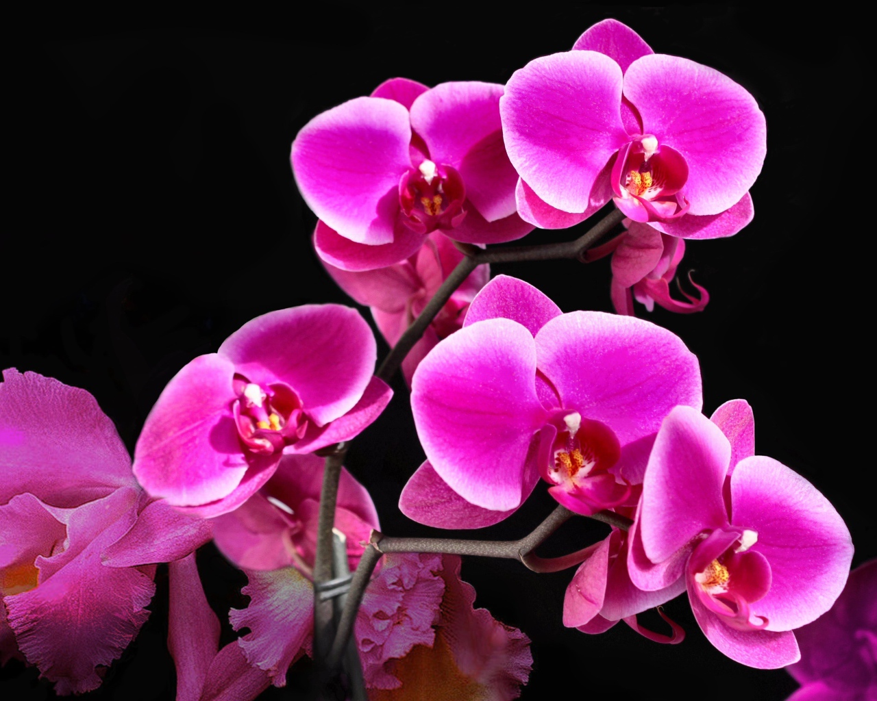Красивые розовые цветы орхидеи на черном фоне