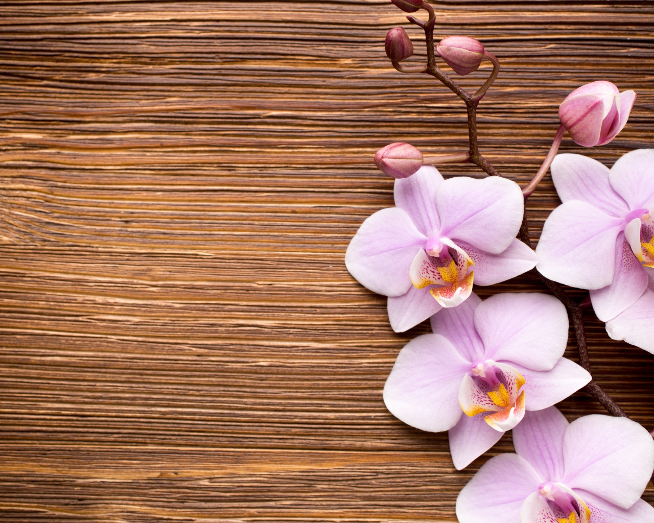 Красивые розовые орхидеи на деревянном фоне