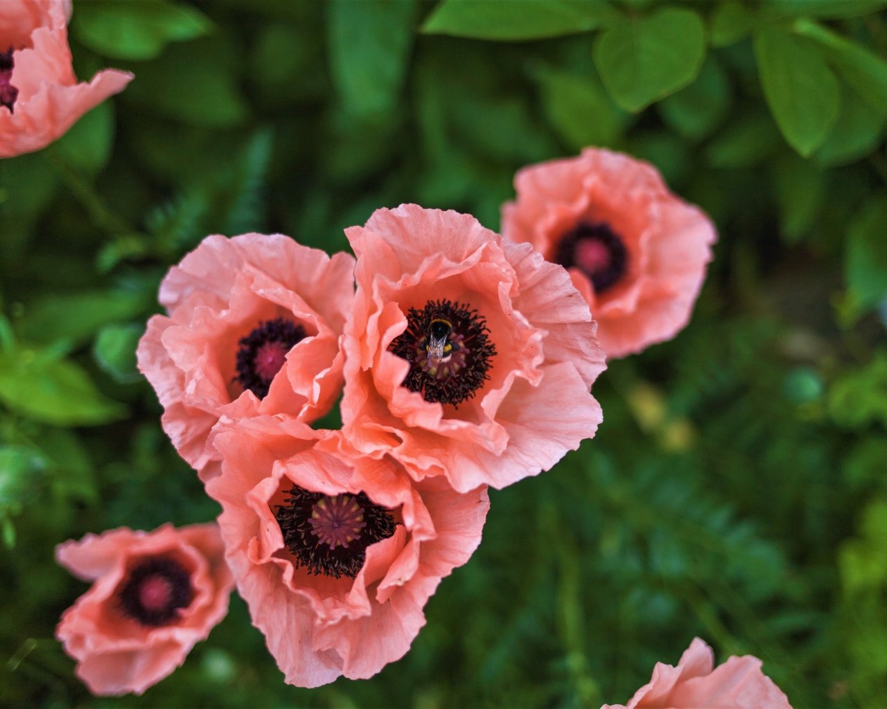 Красивые розовые маки на клумбе