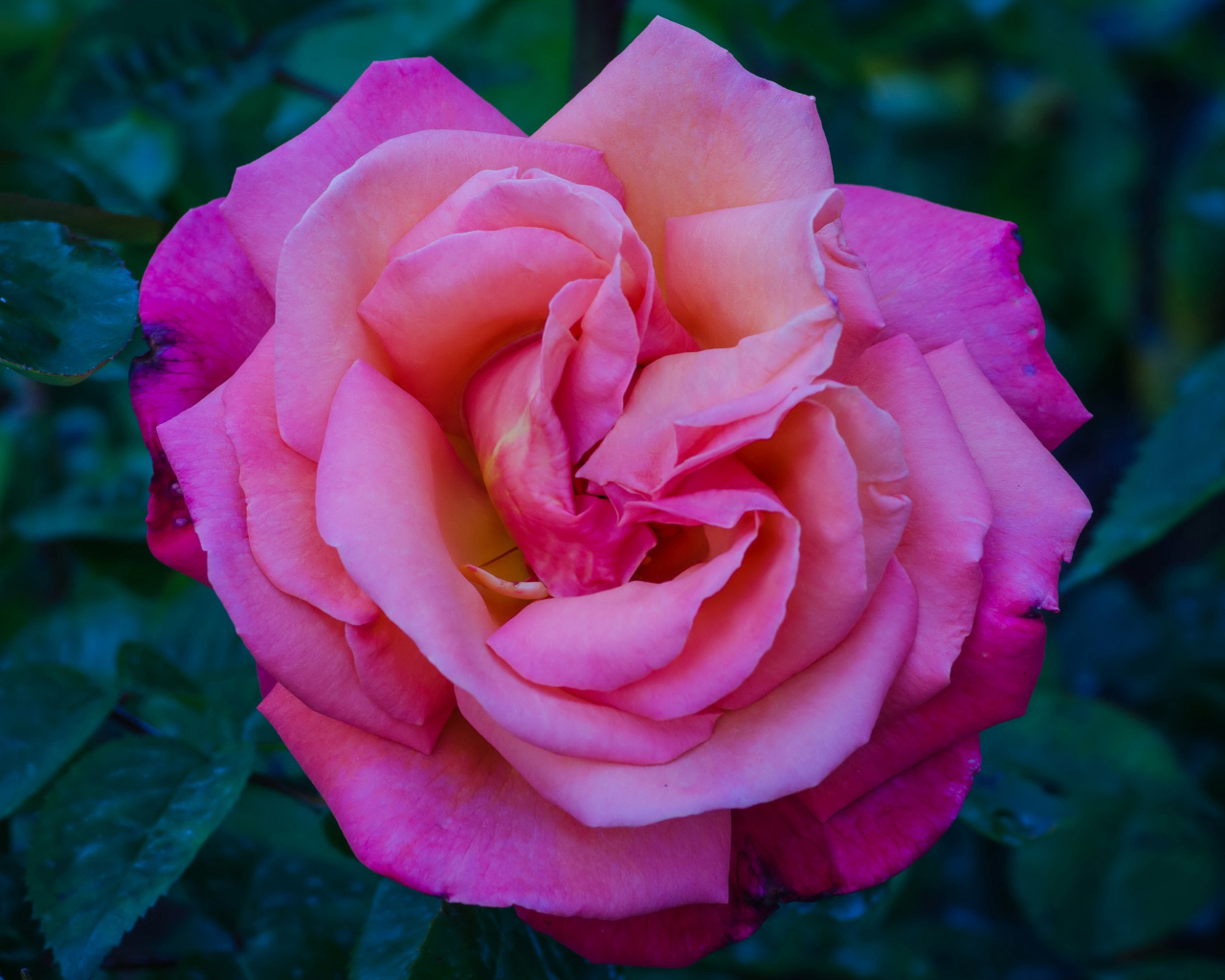 Розовая садовая красивая роза крупным планом