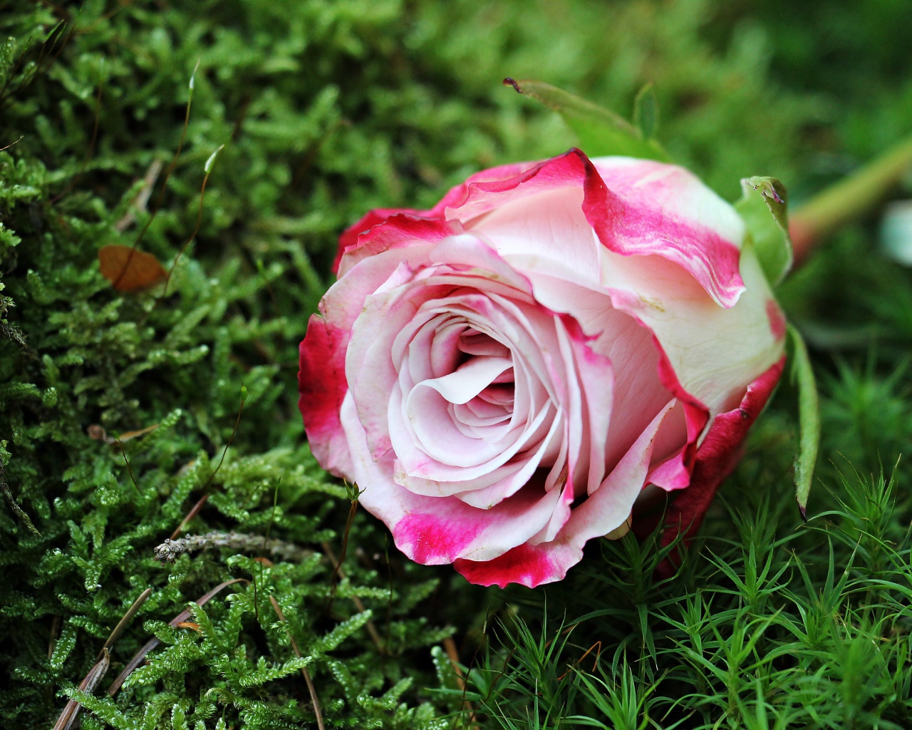 Красивая розовая роза лежит на зеленом мхе