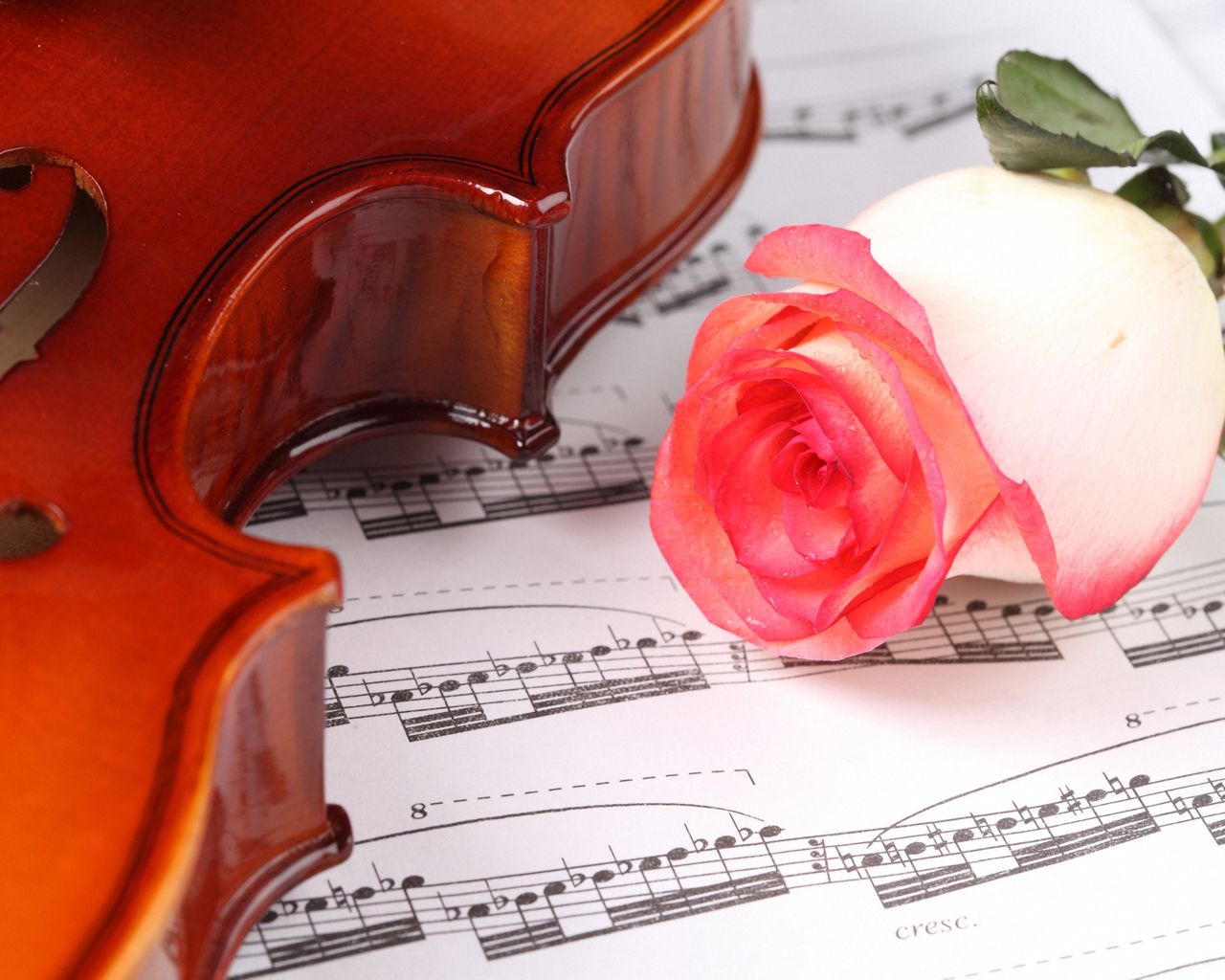 Красивая розовая роза на нотах со скрипкой