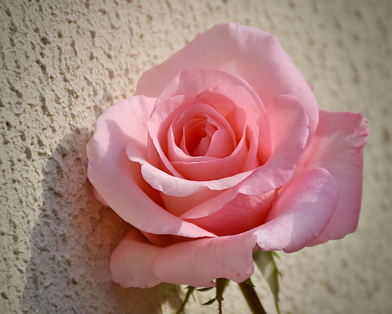 Красивая розовая роза стоит у стены 