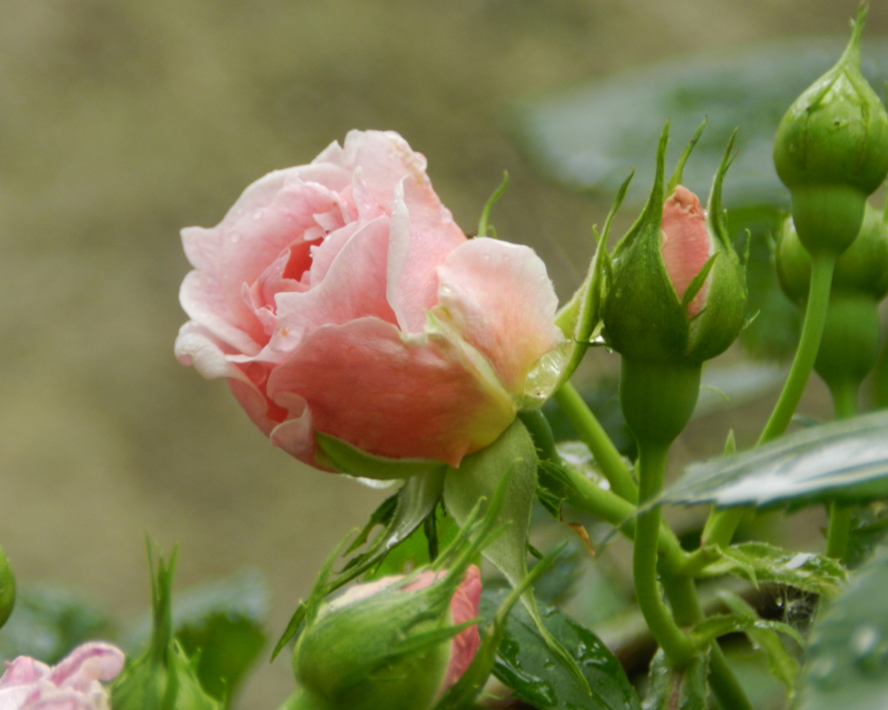 Красивая розовая роза с бутонами под дождем