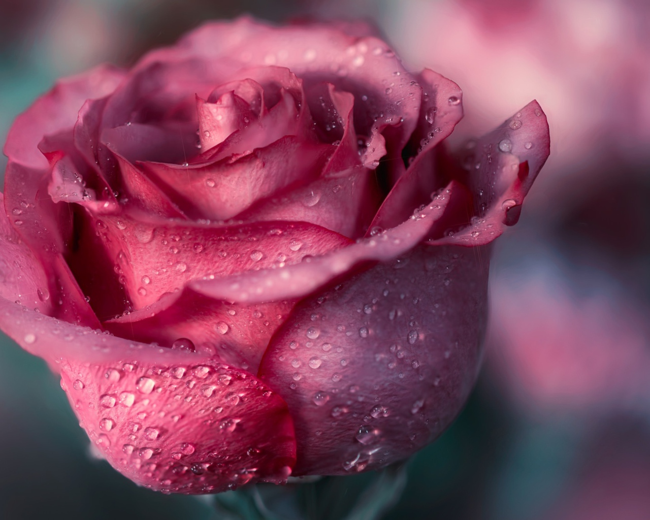 Красивая розовая роза с лепестками в росе