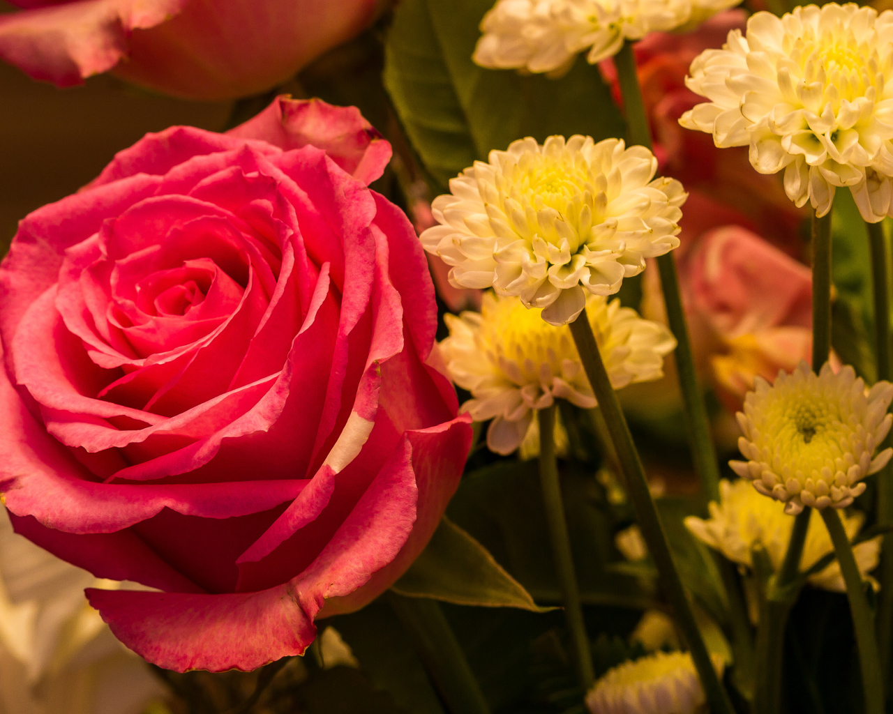 Красивая розовая роза с белыми хризантемами