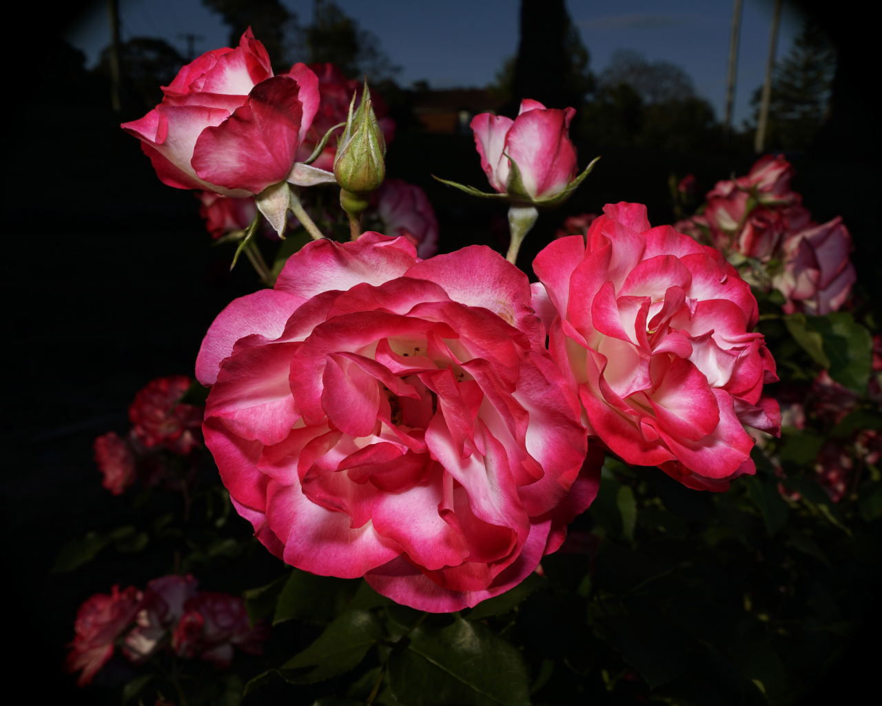 Красивые розовые розы с бутонами на клумбе 