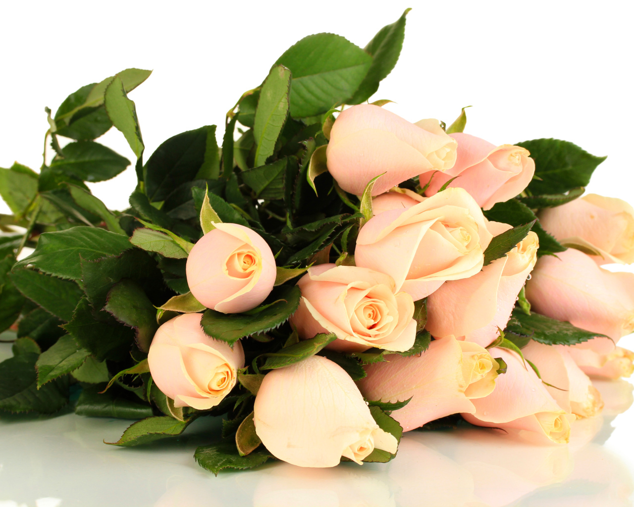 Красивые розовые розы с зелеными листьями на белом фоне