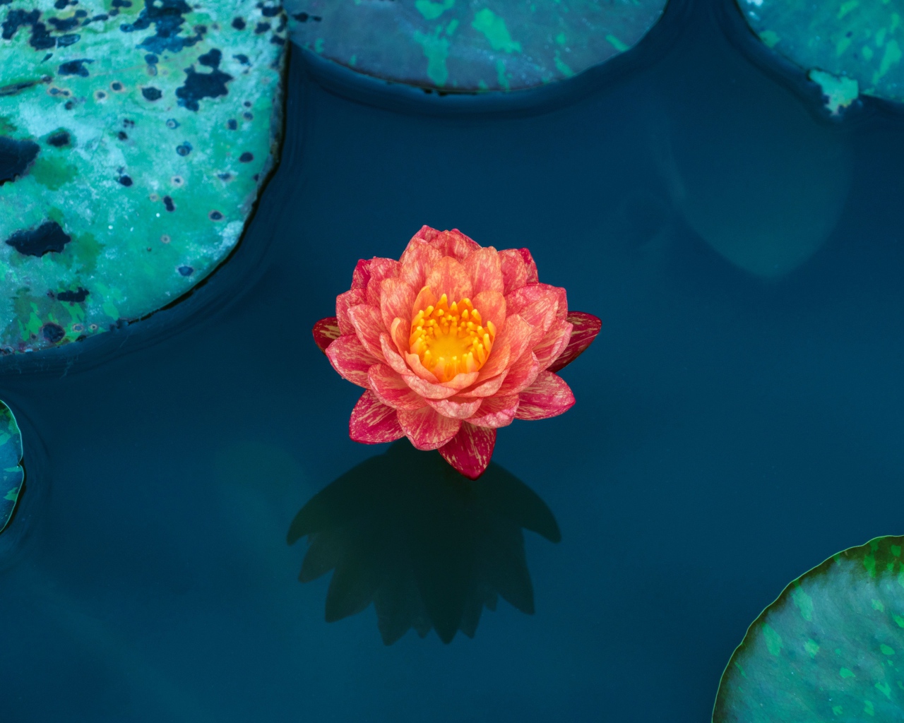 Красивый розовый цветок водяной лилии в воде