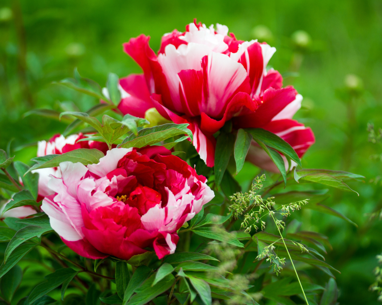 Красивые розовые с белым пионы 