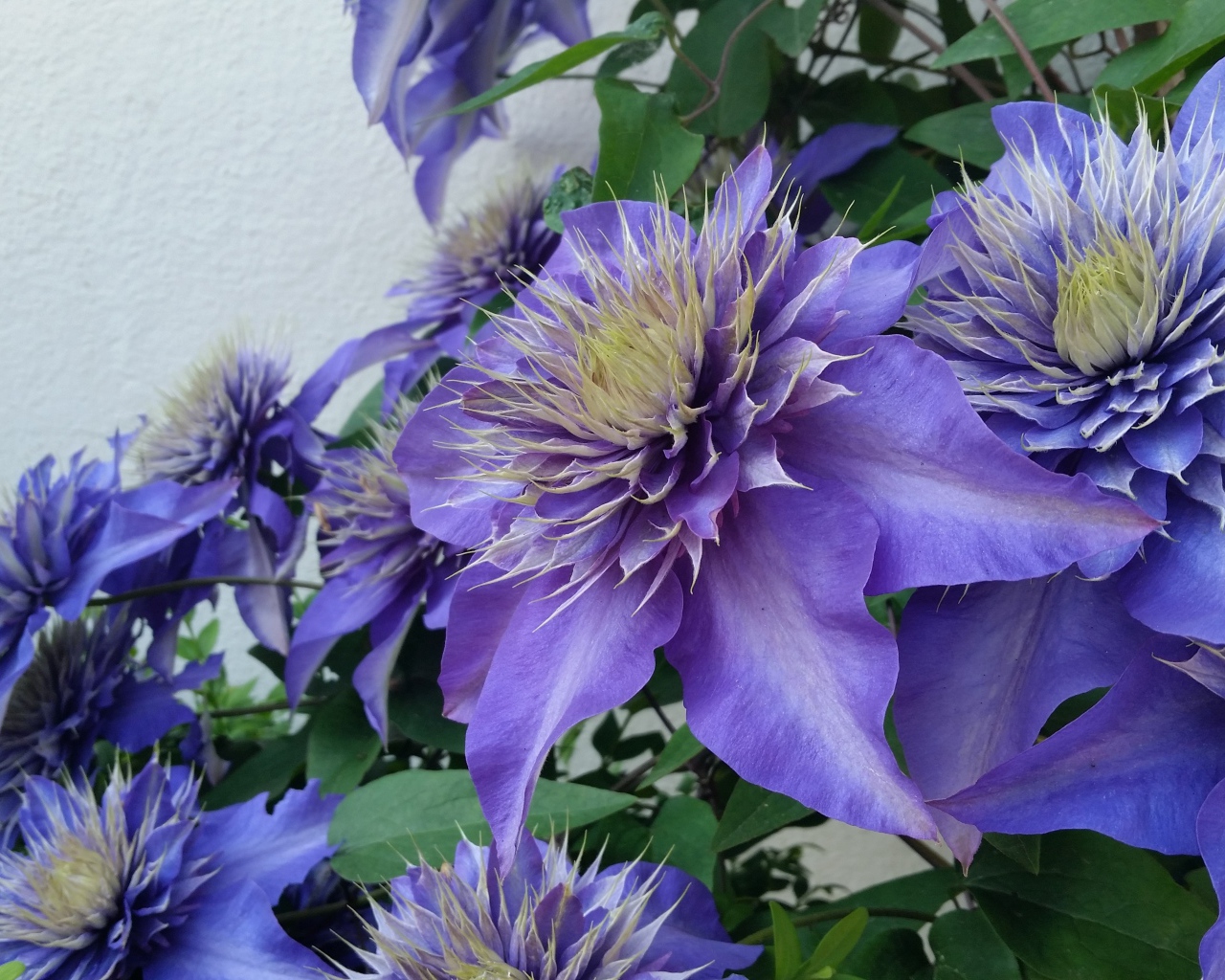 Красивые фиолетовые цветы клематиса