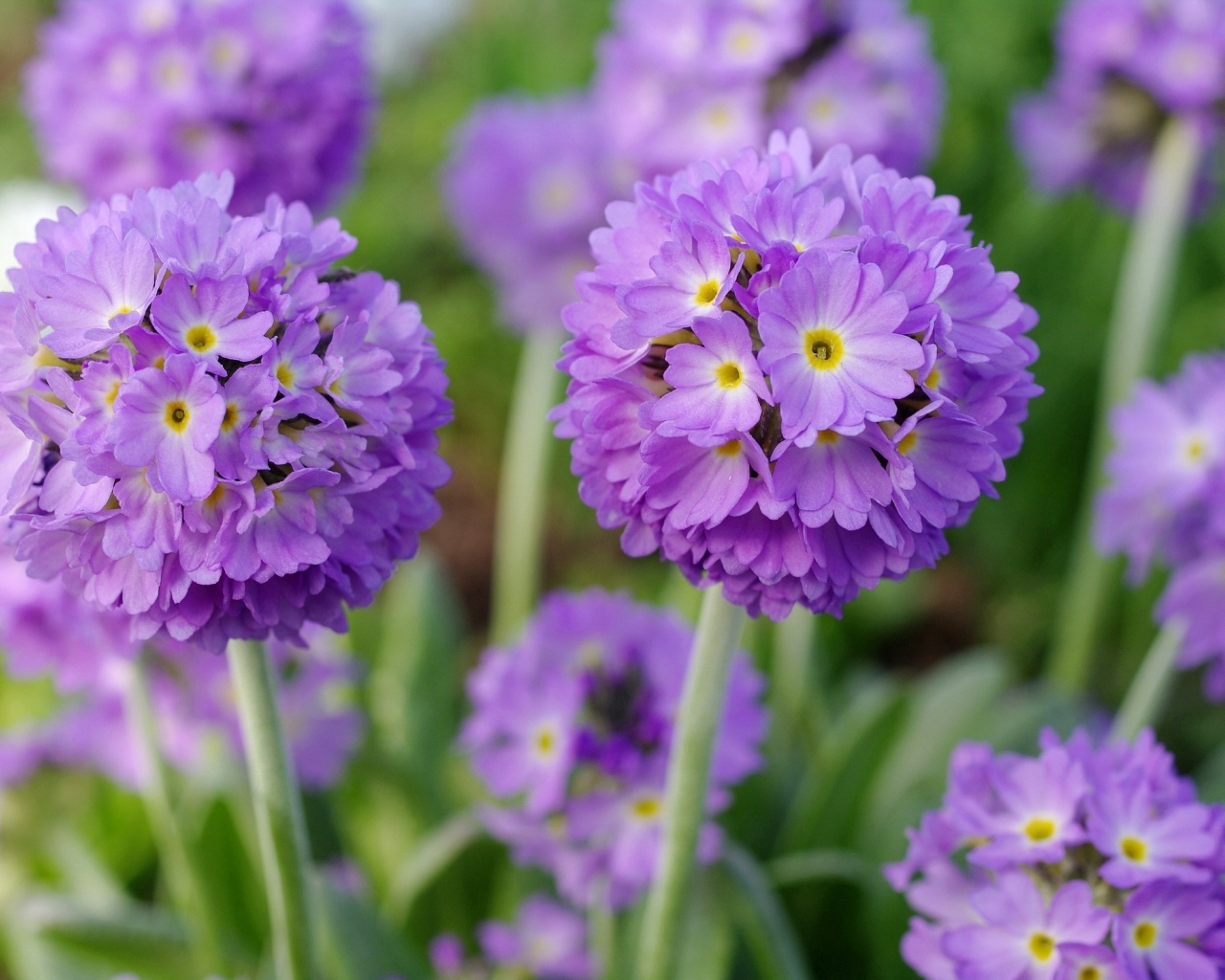 Красивые фиолетовые цветы первоцвет мелкозубчатый