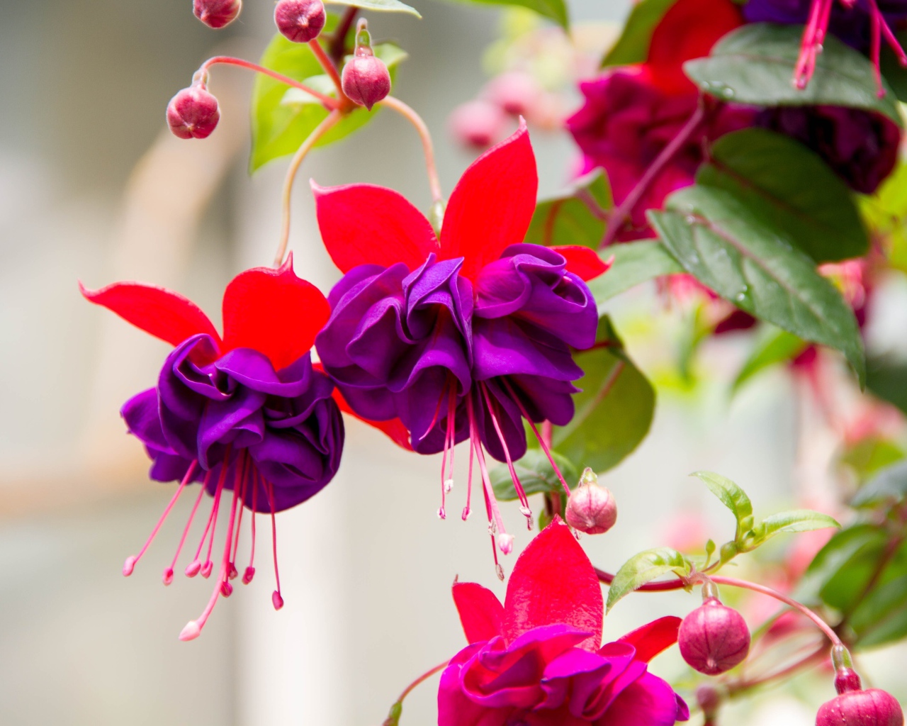 Красивые фиолетовые цветы фуксии