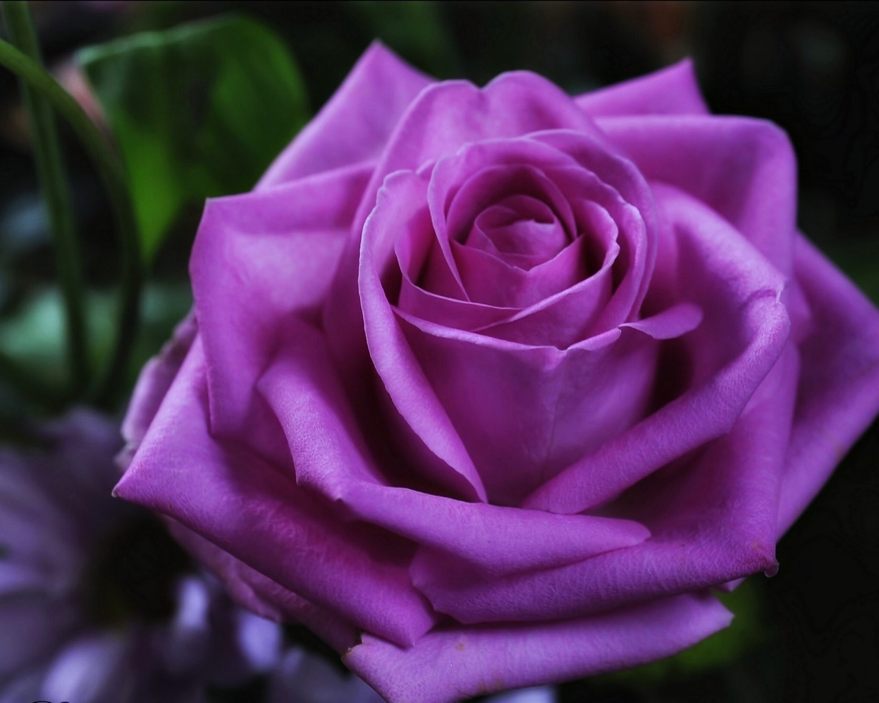 Красивая фиолетовая роза крупным планом