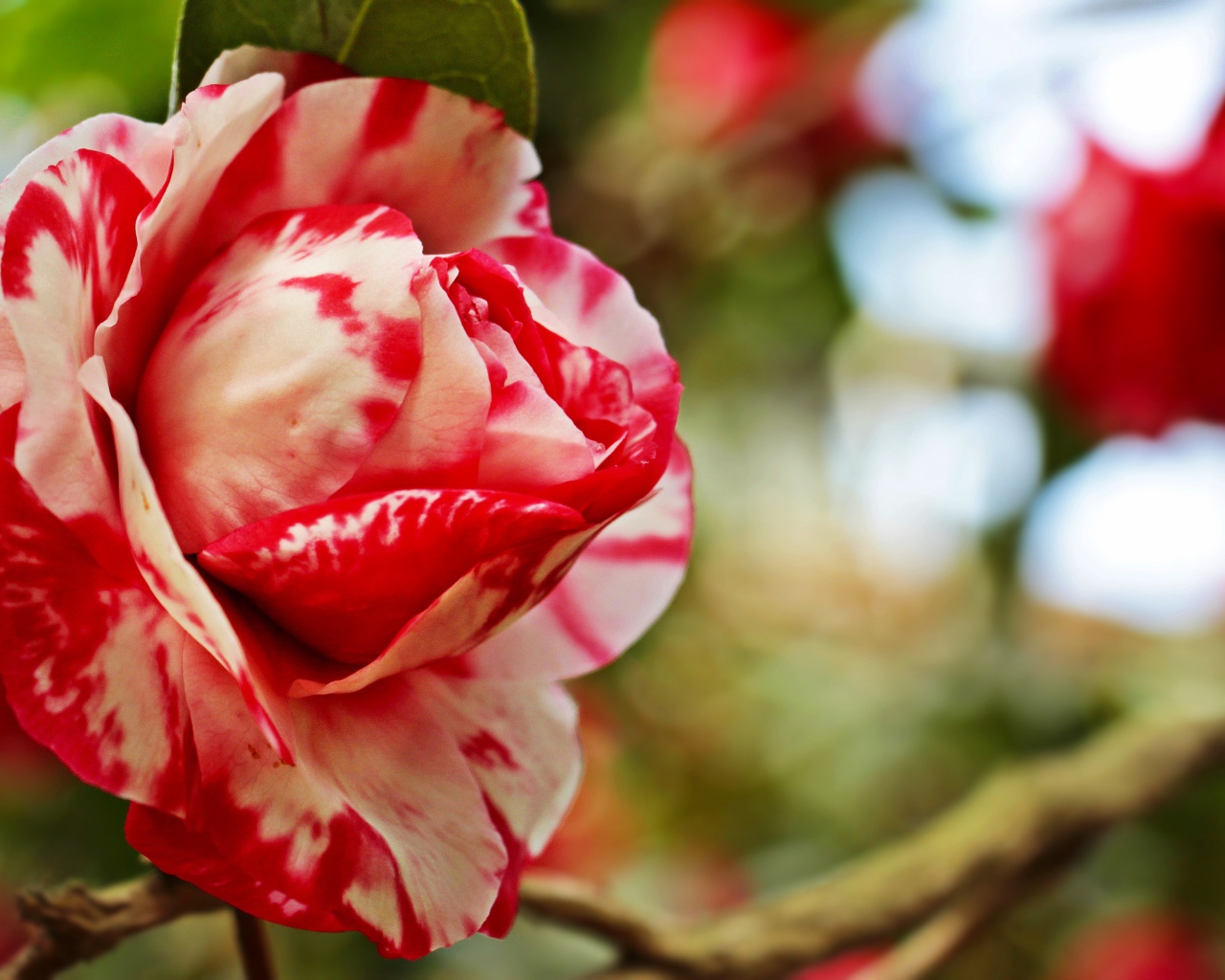 Красивый красно-белый цветок камелии