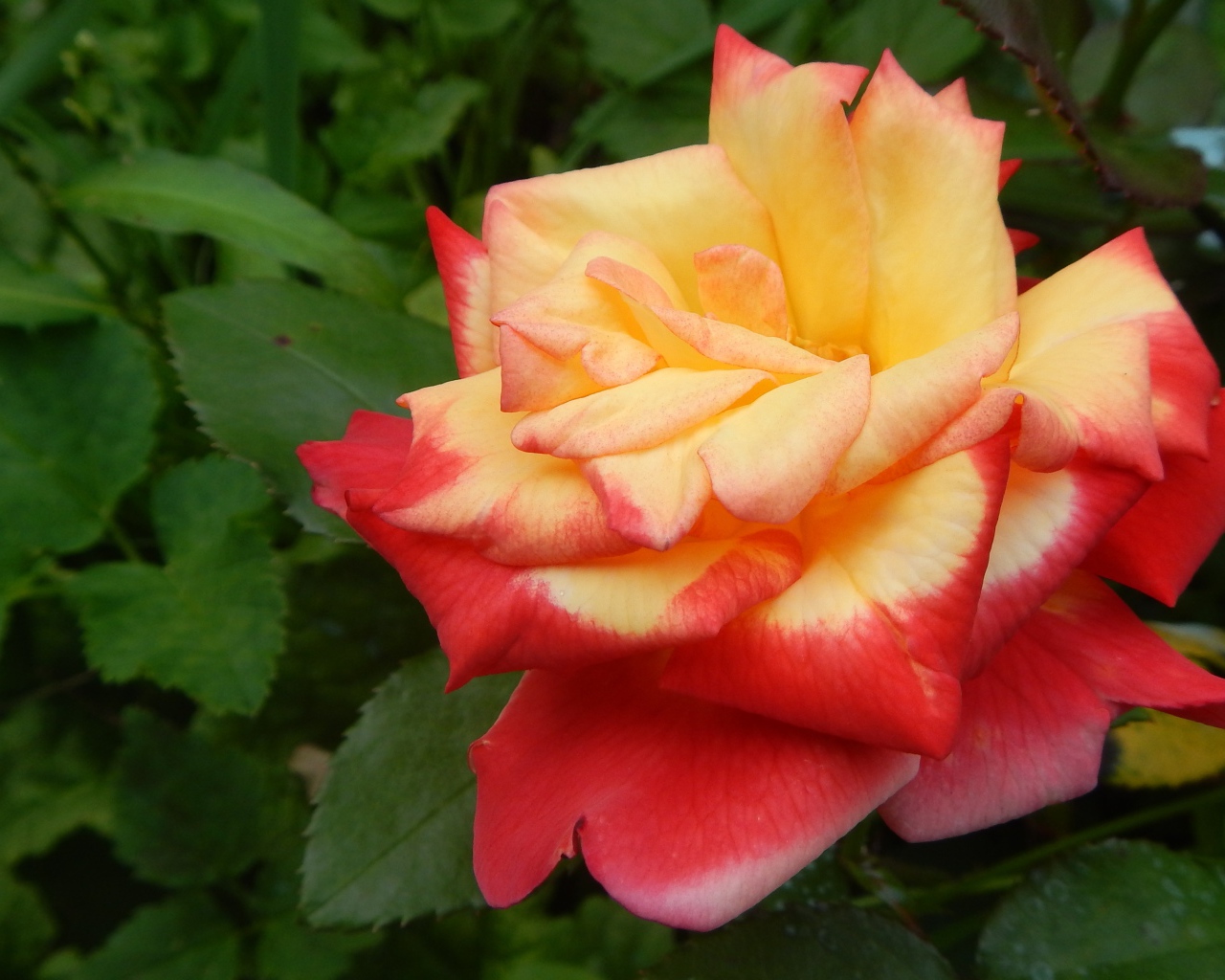 Красивая красно-желтая роза на клумбе крупным планом