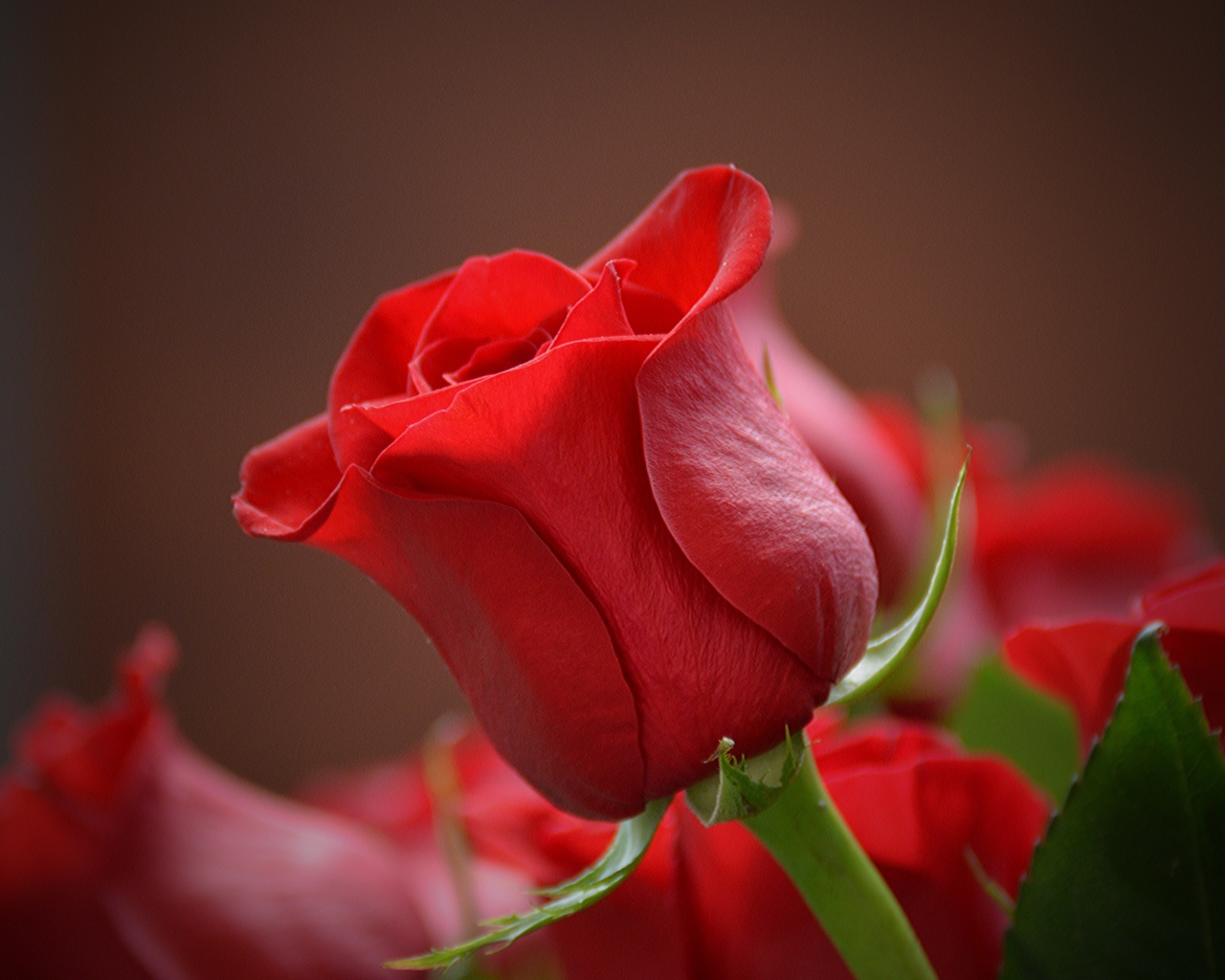 Красивая красная английская роза крупным планом