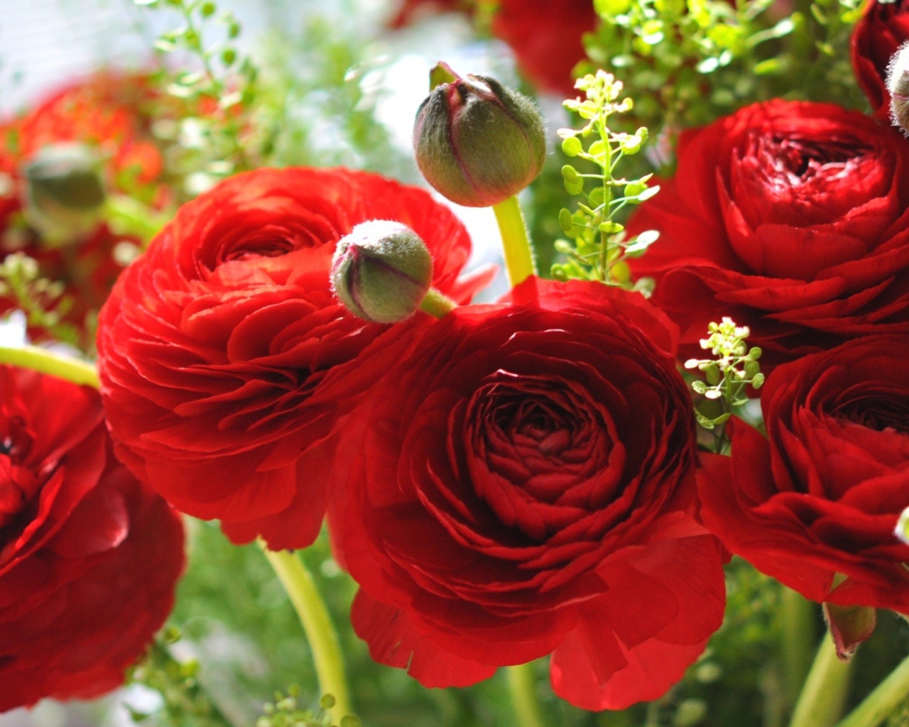 Красивые красные лютики крупным планом 