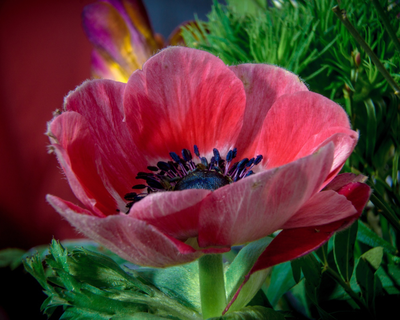 Красивый красный цветок декоративного мака