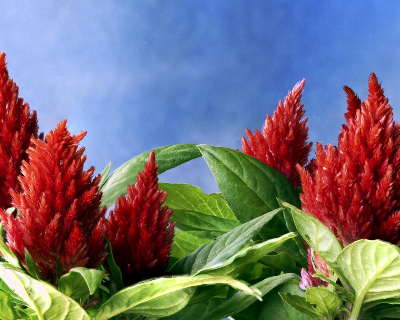 Красивые красные цветы амаранты на голубом фоне