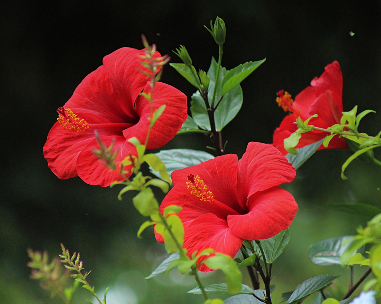 Красивые красные цветы гибискуса с зелеными листьями