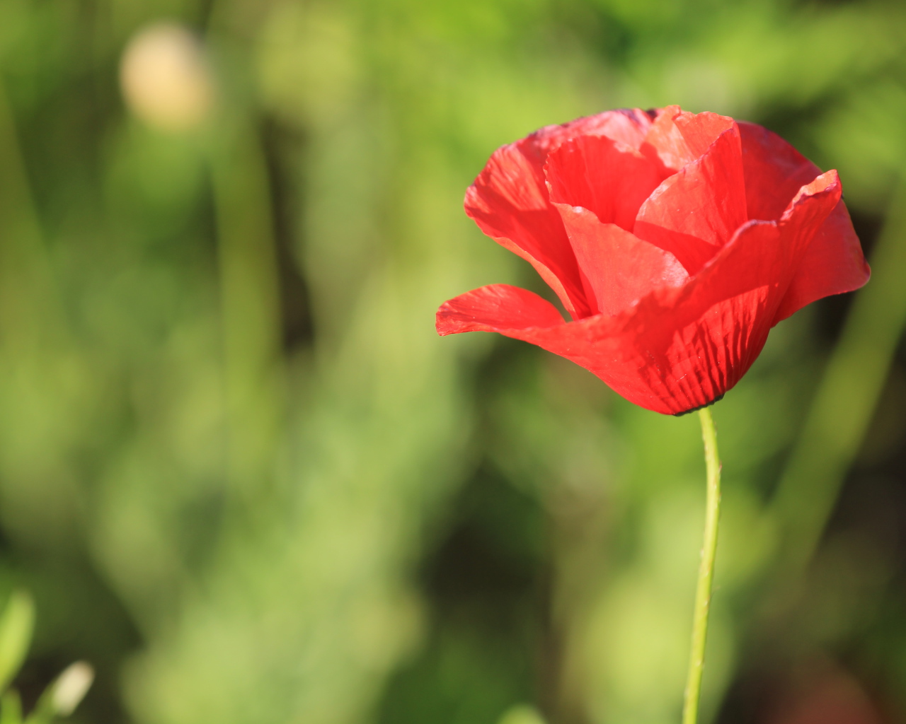 Красивый красный полевой мак крупным планом 
