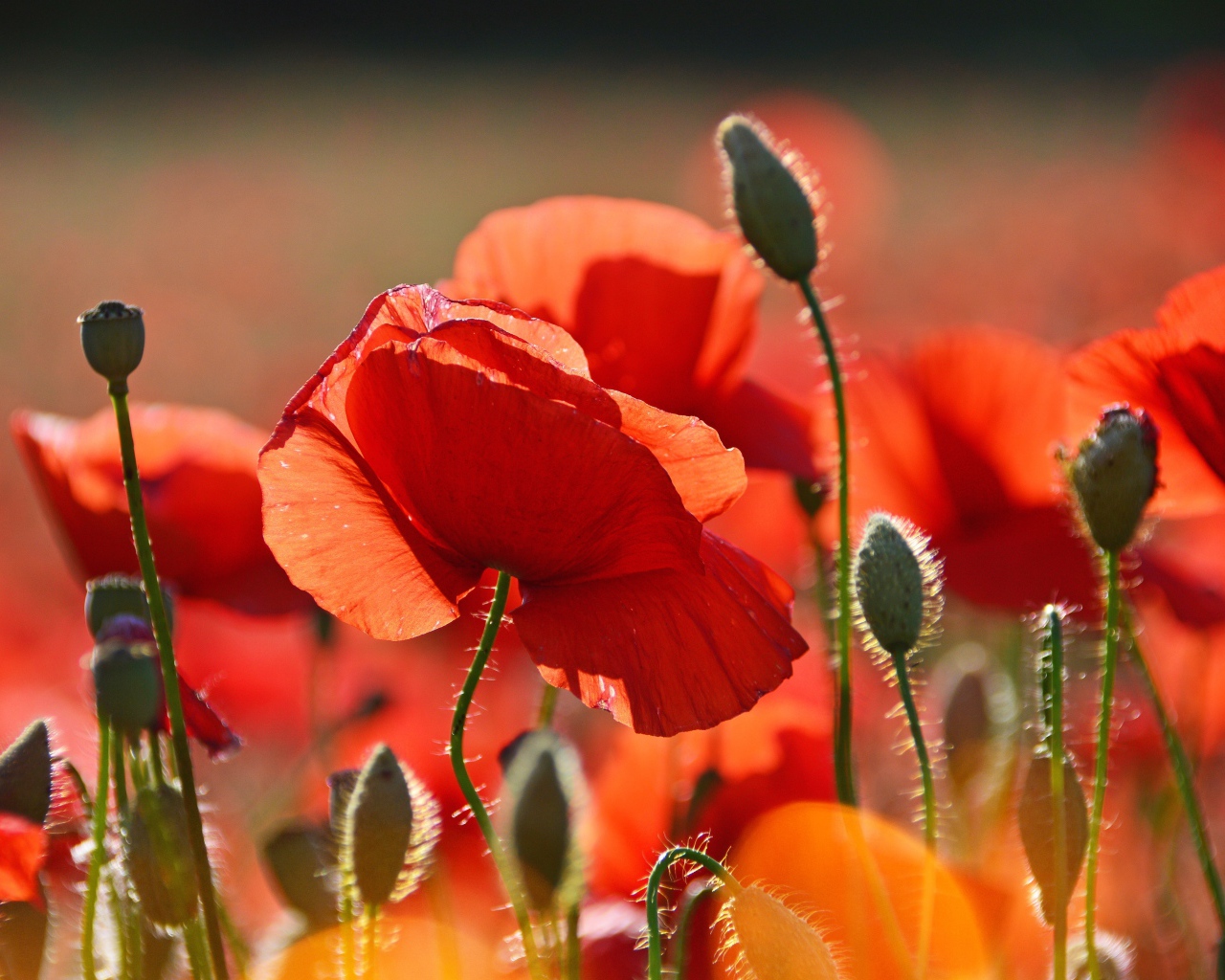 Красивый красный мак в лучах солнца