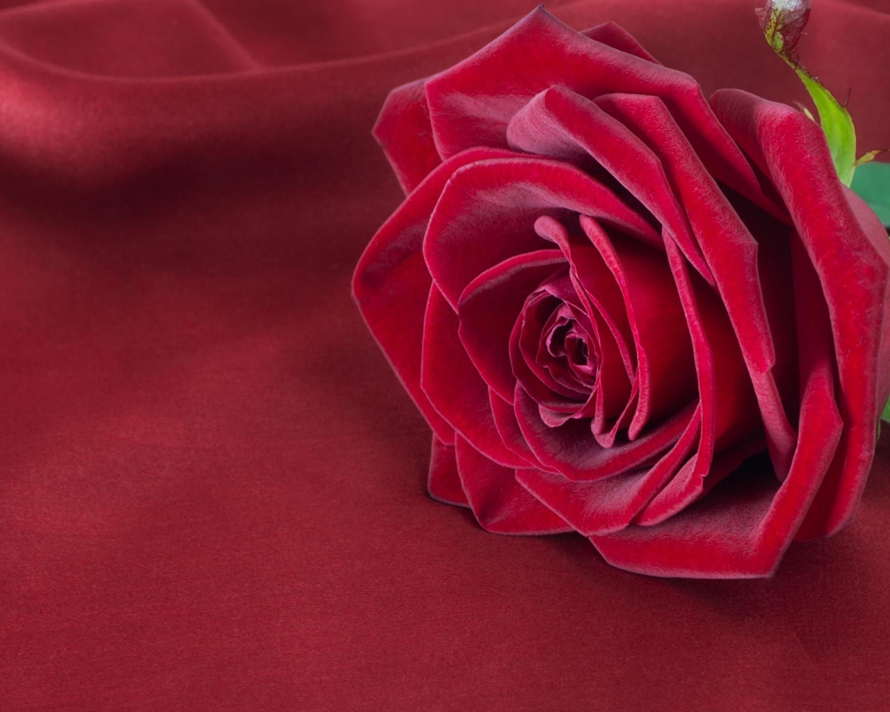 Красивая красная роза лежит на красной ткани