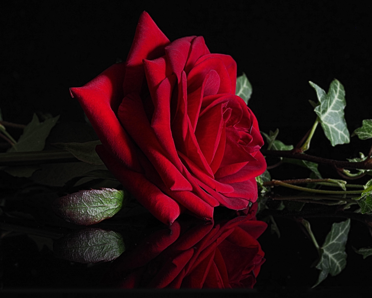 Красивая красная роза отражается в черной поверхности 