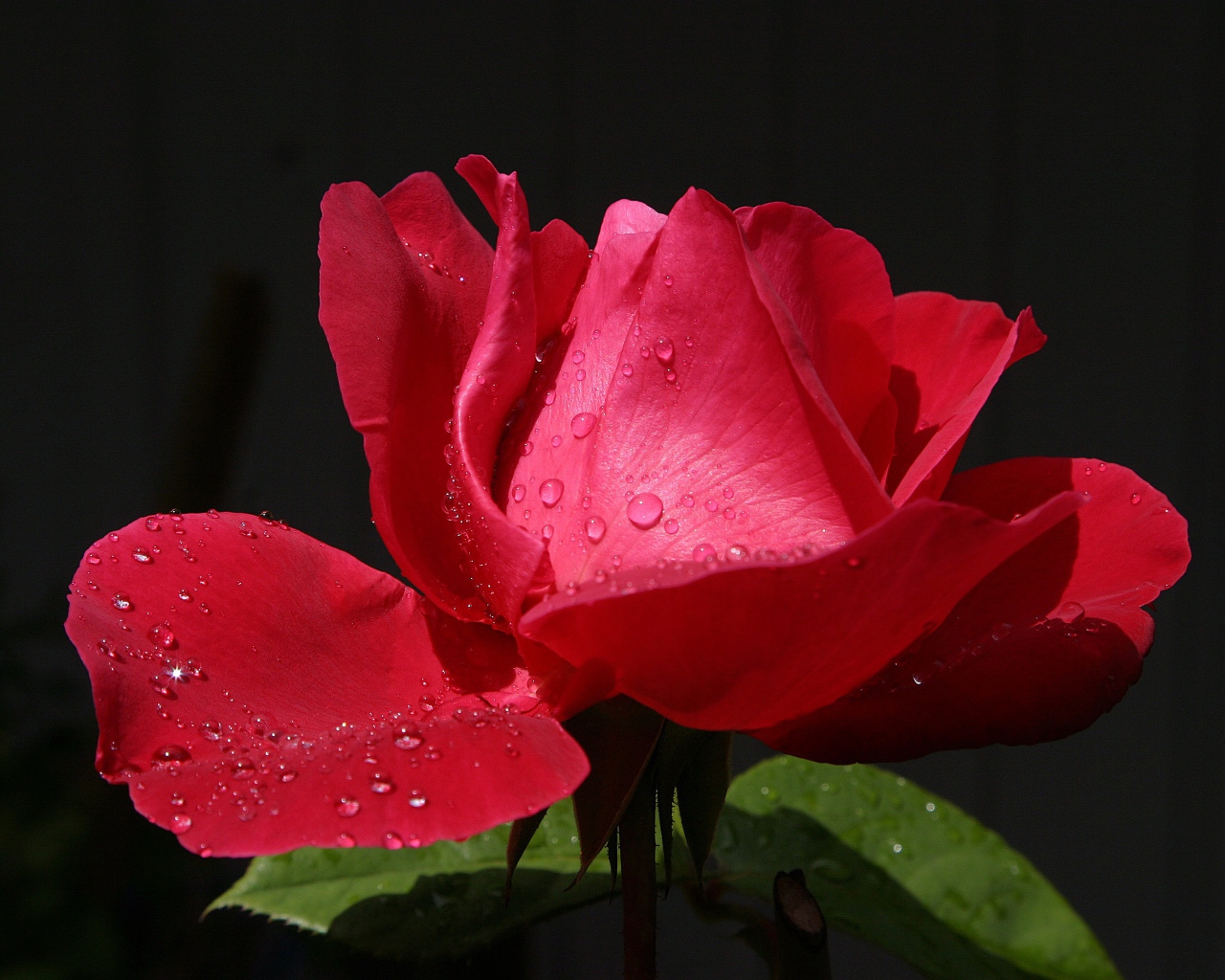 Beautiful red rose with dew on petals close-up