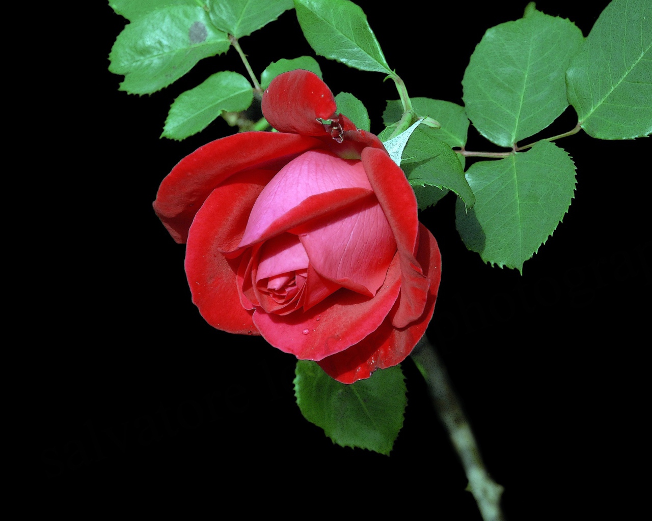 Красивая красная роза с зелеными листьями на черном фоне