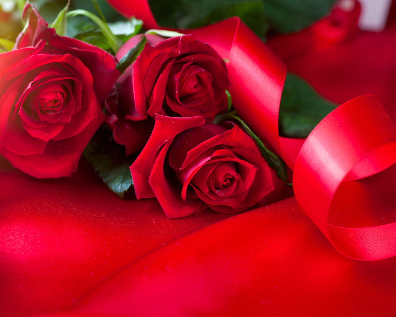 Красивые красные розы с атласной лентой на красном фоне