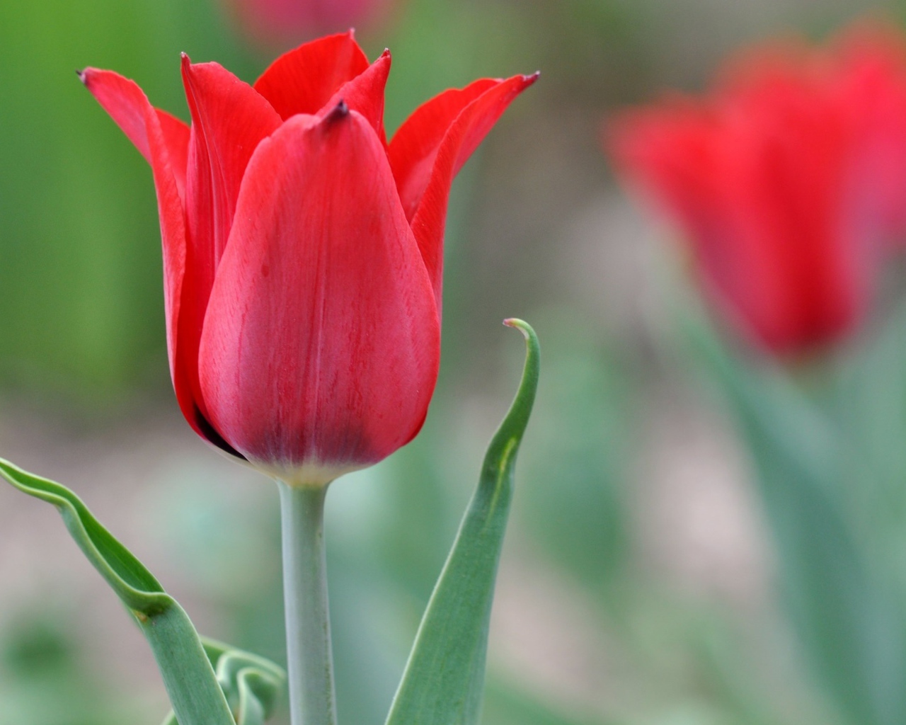Красивый красный тюльпан крупным планом 