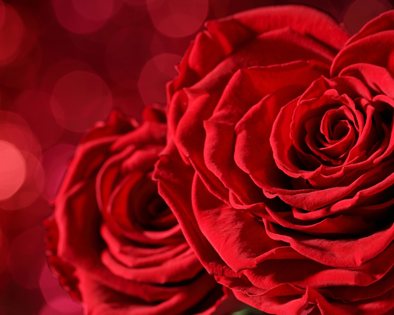 Красивая красная бархатная роза крупным планом 