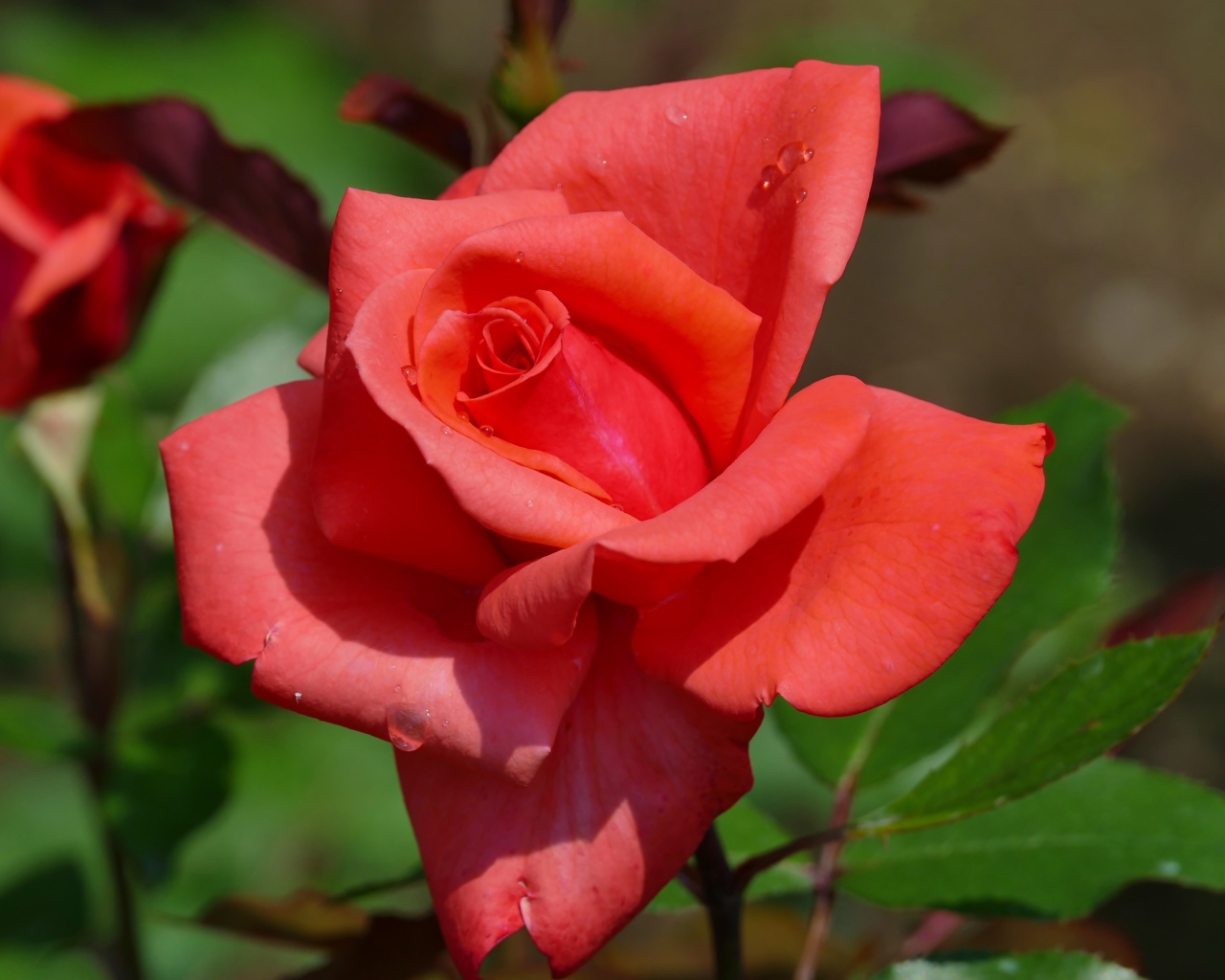 Красивый цветок розы с бутонами крупным планом